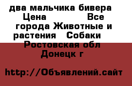 два мальчика бивера › Цена ­ 19 000 - Все города Животные и растения » Собаки   . Ростовская обл.,Донецк г.